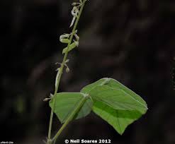 Image result for Pseudarthria