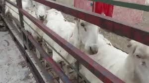 We did not find results for: Are Sheep Killed For Their Wool Peta