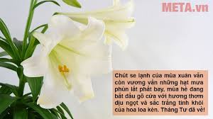 Còn anh, tôi nghe nói anh đi. Hinh áº£nh Hoa Loa Ken Tráº¯ng Hoa Loa Ken Ä'áº¹p Tinh Khoi Y NghÄ©a Chao He Meta Vn