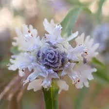 Image result for Haumaniastrum