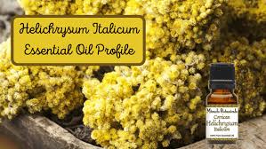 Image result for Helichrysum nitens