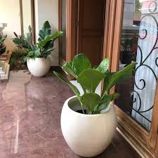 Karenanya anda harus bisa mendesain dan menata dengan baik teras rumah anda. Pot Dan Tanaman Hias Depan Pintu Dekorasi Tanaman Rumah Rumah Halaman Tanaman Sukulen