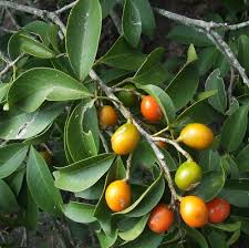 Image result for Vepris