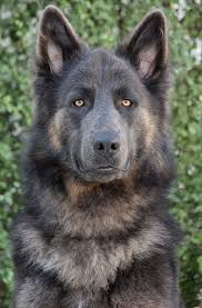 Maybe you would like to learn more about one of these? Gray German Shepherd Puppies