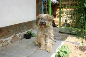 Being on the verge of extinction, the sapsali breed's sad fate would come to the attention of some professors from the. Sabsal Gae Wikipedia