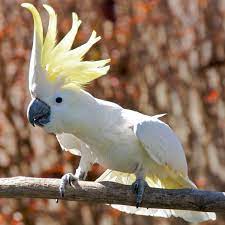 Cacatua Wikipedia A Enciclopedia Livre
