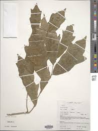 Image result for Dolichos trinervatus