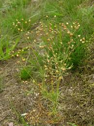 Image result for Spergula