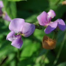 Image result for Vigna vexillata