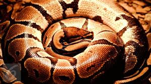Arti mimpi menangkap seekor ular besar. 10 Arti Mimpi Dikejar Ular Bisa Bermakna Positif Dan Negatif Hot Liputan6 Com