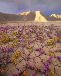When Desert Blooms Damnthatsinteresting In 2020 Beautiful Nature Desert Flowers Nature