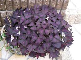 The corms multiply like crazy and you can divide them up after a year or two, or whenever you want. Oxalis Purple Shamrock Love Plant Guide Our House Plants
