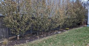 Image result for hornbeam hedge in winter