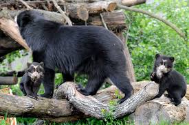 Fodor's expert review zoologischer garten. Vdz Verband Der Zoologischen Garten E V Frankfurt
