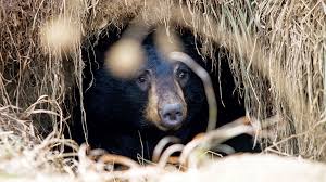 During hibernation, some species, such as the black bear (ursus americanus), reduce the pulse from 55 beats per minute to about 9. Hibernation Of Black Bear Cubs In Maine Down East Magazine