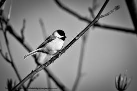 Black And White Bird Pictures Tweety Bird In Black And White Black And White Birds Black And White Black And White Photography