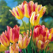 Buy the best and latest jerusalem tulip on banggood.com offer the quality jerusalem tulip on sale with worldwide free shipping. 10 Most Expensive Flowers In The World Orchids Roses Priceless Plants Financesonline Com