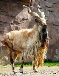 Markhor The Markhor Is A Large Species Of Wild Goat That Is Found In Northeastern Afghanistan And Pakist Interesting Animals Unusual Animals Endangered Animals
