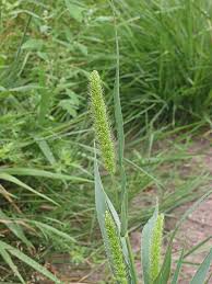 Image result for Setaria nigrirostris