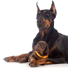Doberman puppies for sale new york. Doberman Puppies For Sale Nyc Breeders