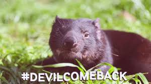 Cartoon tasmanian devil justice league tasmanian devil comics tasmanian devil family guy tasmanian devil harley davidson tasmanian devil avatar tasmanian devil batman tasmanian devil little mermaid tasmanian devil my little pony tasmanian devil the looney tunes show. Tasmanian Devil Australia Gif By Global Wildlife Conservation Find Share On Giphy