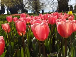 It is located on lake geneva. Tulpenfest In Morges Wohnmobil Reise Und Foodblog Aus Der Schweiz