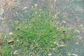 Image result for Chloris virgata