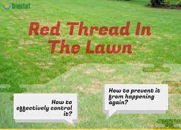 Red Thread In The Lawn How To Identify And Control It Green Turf Care