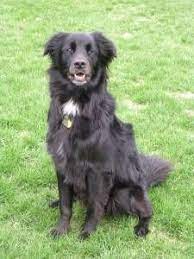 Dog Profile For Hayle A Female Flat Coated Retriever Border Collie Dogs Black Dog Cute Dogs