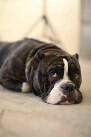 The reason most likely goes way beyond just getting cozy. Why Does My Dog Scratch The Carpet 5 Most Common Reasons