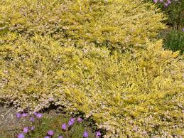Plants reach 1½ feet tall. Coleonema Pulchellum Sunset Gold Golden Breath Of Heaven Plantmaster