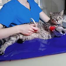 Pregnant bengal cat giving birth to 4 kittens | emotional. Cat Labour A Guide To Your Cat Giving Birth Pdsa