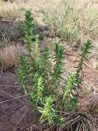 Image result for Leucas neuflizeana