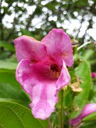 Image result for Delostoma