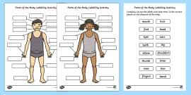 The following item is reprinted from the booklet guides for special education no. Parts Of The Human Body Head Parts And Shoulders Labelling