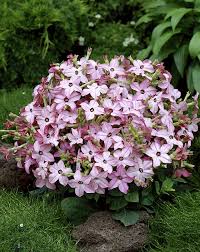 Image result for Nicotiana