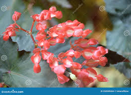 Image result for Begonia loranthoides