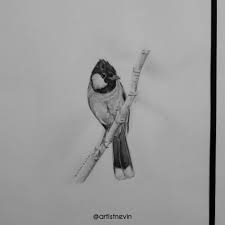 رسم طائر البلبل Cool Drawings My Drawings Drawings