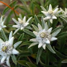Edelweiss Flowers Are A Courage Symbol For Your Life Edelweiss Flower Ground Cover Flower Seeds