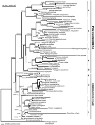 Image result for Afrobrunnichia