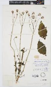 Image result for Crassocephalum rubens