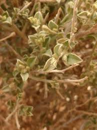 Image result for Seddera