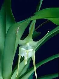 Image result for Aeranthes africana