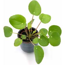 Image result for Pilea bambuseti