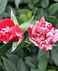 Red roses and white snowflakes page 7. Rose Miniature Gigi Goode Greenhouses