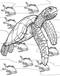 Coloring colorfly animal coloring pinterest. 49 Sea Turtle Coloring Pages Ideas Turtle Coloring Pages Coloring Pages Sea Turtle