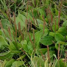Image result for Plantago palmata