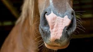 Verschiedene triggerfaktoren können zu einem ausbruch und damit zu den unangenehmen lippenbläschen führen. Herpes Beim Pferd Pferdeherpes Tiergesund De