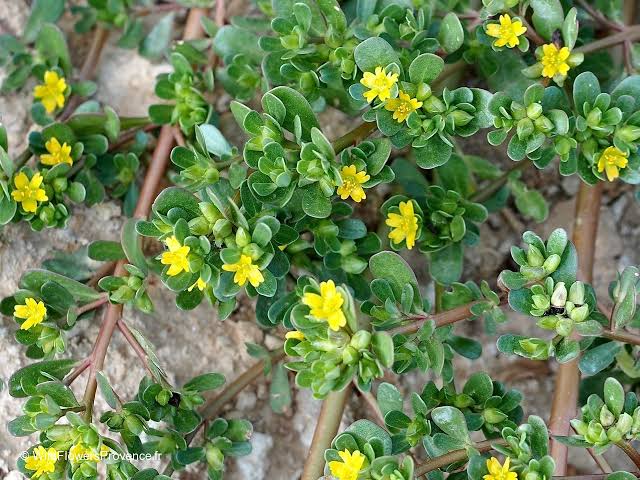 Portulaca oleracea - wild in Provence