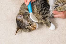 Slicker brushes are curved or slanted brushes with very thin teeth. How To Choose The Best Cat Brush I The Discerning Cat